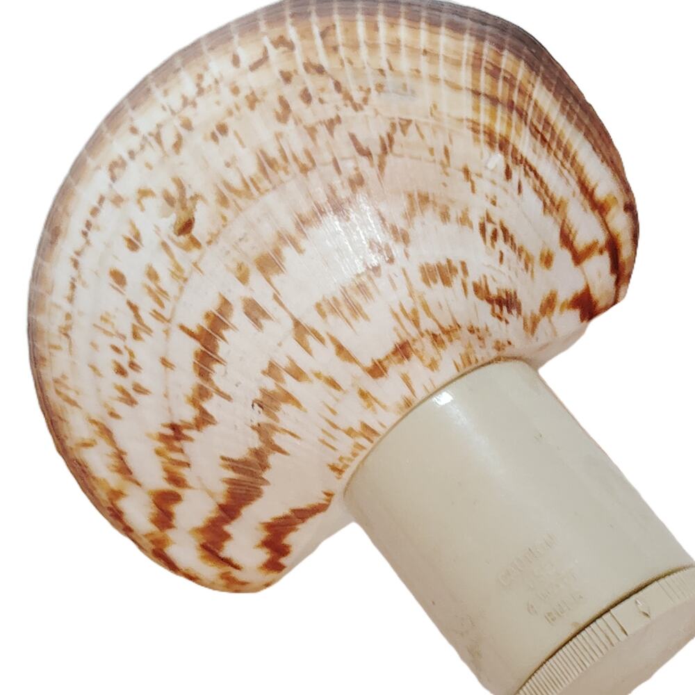 Vintage Brown Striped Seashell Night Light Plug In Beige Coastal Decor